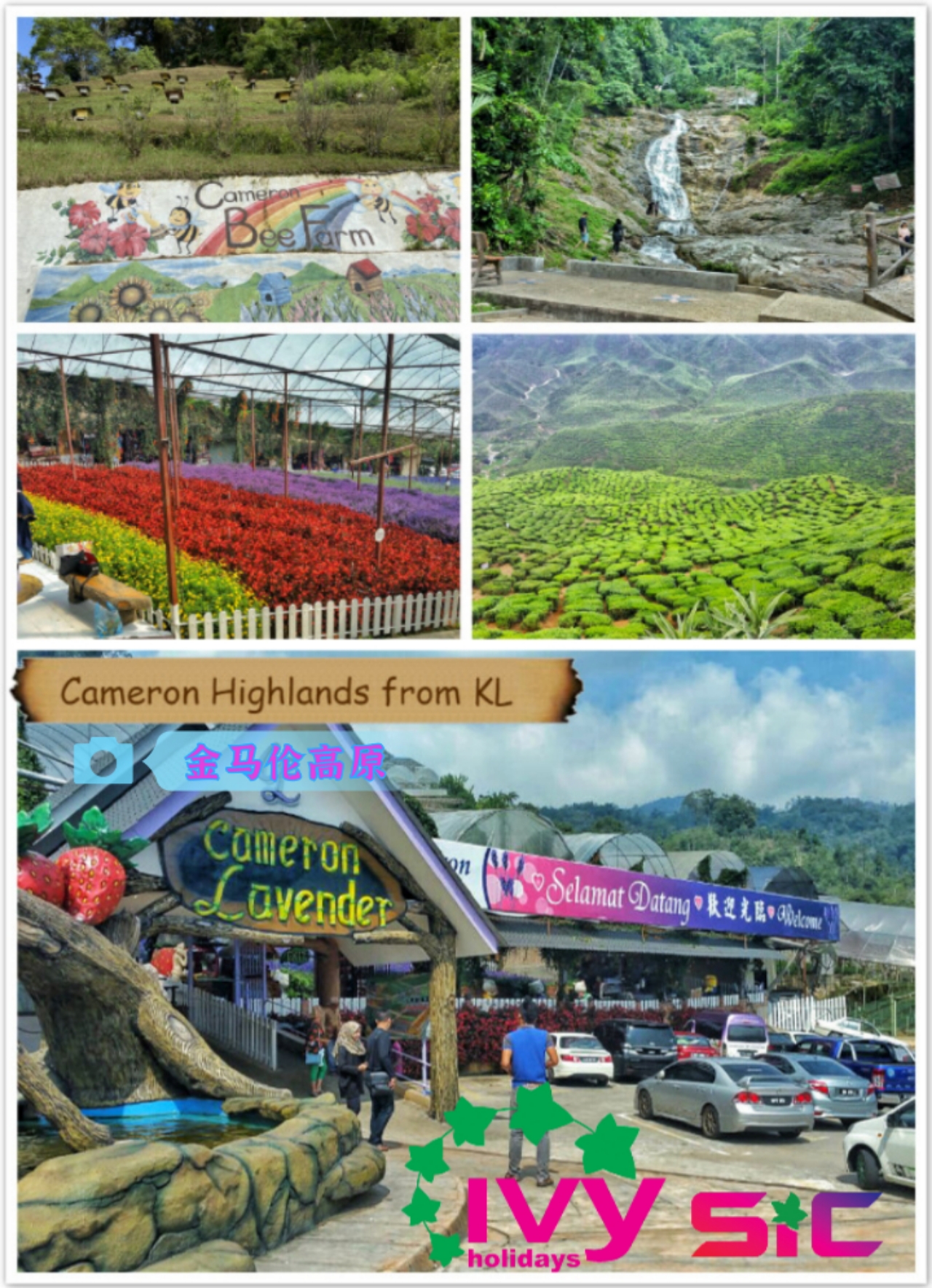 Cameron Highland Full Day Tour (SIC – Shared/Join In Tour) 