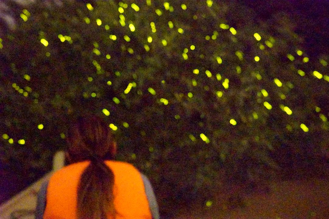 Kuala Selangor Fireflies and Blue Tears Tour with Dinner (Guided Tour)